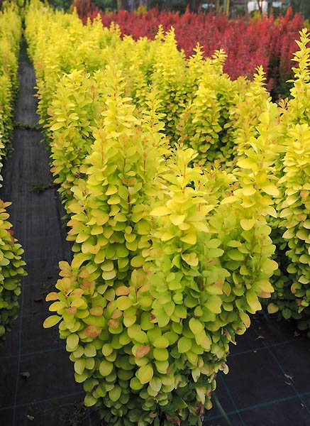 Berberis thunbergii 'Sunbeam'